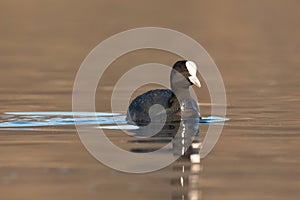 Close up portrait of a coot duck swimming on lake in spring. Eurasian coot Fulica atra on the pond
