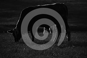 Close up portrait of a cow