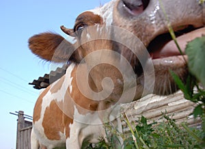 Close-up portrait of a cow.