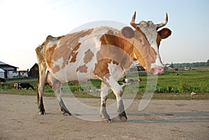 Close-up portrait of a cow.