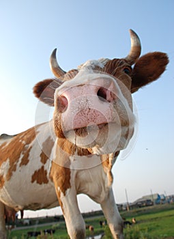 Close-up portrait of a cow.