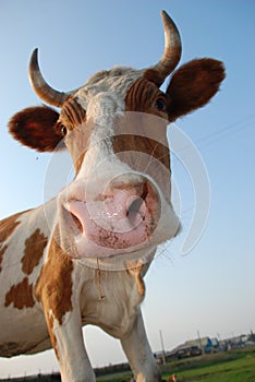 Close-up portrait of a cow.