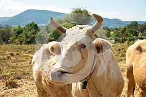 Close up portrait of cow