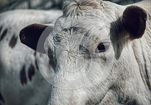 close-up portrait of a cow