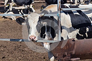 Close up portrait of a cow