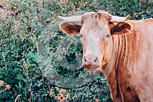 Close-up portrait of a cow with copy space for text