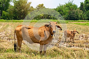 Close up portrait of cow in farm background