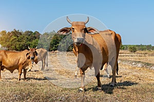 Close up portrait of cow in farm background