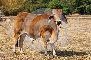 Close up portrait of cow in farm background.