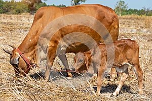 Close up portrait of cow in farm background