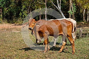 Close up portrait of cow in farm background