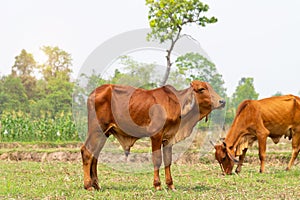 Close up portrait of cow in farm background.