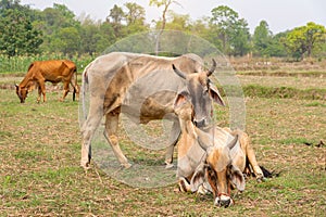 Close up portrait of cow in farm background.