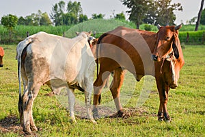 Close up portrait of cow in farm background