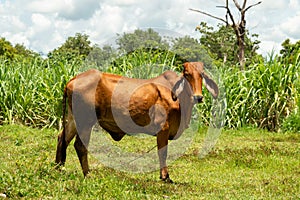 Close up portrait of cow in farm background