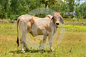 Close up portrait of cow in farm background.