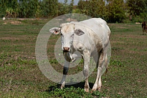 Close up portrait of cow in farm background.
