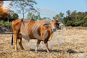 Close up portrait of cow in farm background photo