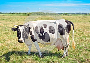 Close up portrait of cow with a large udder on the background of green field. Beautiful funny cow grazes on cow farm