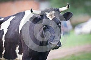 Close-up portrait cow on a meadow