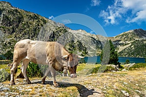 Close up portrait  of a cow near Aubert lake in Neouvielle nature reserve, Pyrenees national park France