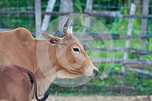 Close up portrait of cow at village