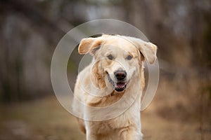 Crazy, cute and happy dog breed golden retriever running in the forest and has fun at sunset