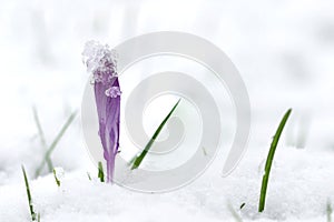 A close up portrait of a crocus flower in the middle of a grass lawn covered by snow. The flower itself has snow on it which is