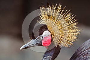 Close up portrait of Crowned Crane, Balearica pavonina, copy spa