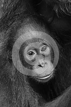 The close up portrait of cub f of the orangutan on the dark background