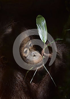 The close up portrait of cub f of the orangutan with green leaf on the dark background