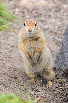 Close up portrait of curious arctic ground squirrel, animal stands on its hind legs and carefully looking at camera