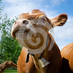 Portrait of curious brown cow with cowbell. Santa Giustina  Belluno  Italy