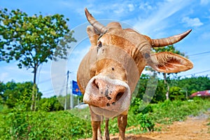 Close up portrait of curious cow grazing on the roadside