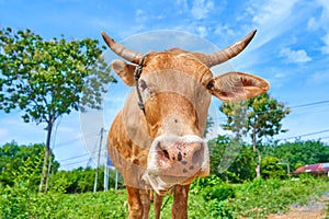 Close up portrait of curious cow grazing on the roadside