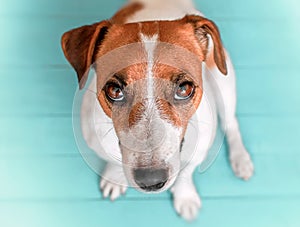 Close-up portrait of curious cute dog Jack russell sitting on green blue wooden floor and lookig upwards in to camera