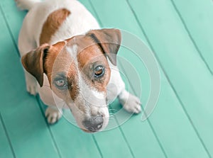 Close-up portrait of curious cute small dog Jack russell sitting on green blue wooden floor and lookig upwards in to
