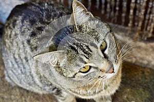 close up of the portrait of a curious domestic cat sitting on a rug close to the door of its house. The cat is looking with