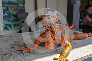 Close-up portrait of curious Iguana reptile. Iguane lizard portrait macro, close-up. Portrait front view to colorful exotic iguana