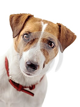 Close-up portrait of Curious Jack Russell Terrier dog, A white background. Isolated photo
