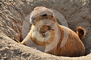 Close-up portrait of a curious marmot