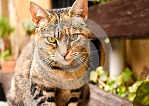 close up of a portrait of a curious sitting cat in relax position on a bench at the garden