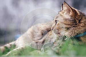 Close up portrait of cute adult female domestic tabby cat lying back on the floor and looking something outdoor