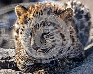 Close- up portrait of a cute Amur leopard cub