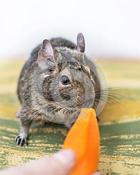 Close-up portrait of cute animal small pet chilean common degu squirrel sniffing and eating a piece of orange carrot