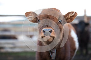 Close up portrait of a cute baby cow.