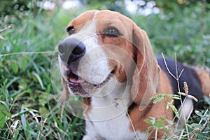 Close-up portrait of a cute beagle dog sitting on the grass field in the cow farm