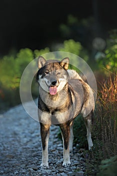 Close-up portrait of cute and beautiful japanese dog breed shikoku standing in the park in summer