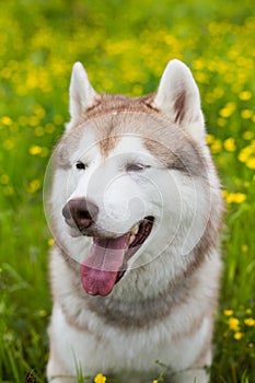 Close-up portrait of cute beige and white dog breed siberian husky is in the bright buttercup field on sunny summer day