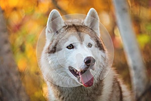 Close-up Portrait of cute Beige and white dog breed Siberian Husky posing in fall season on a bright forest background.